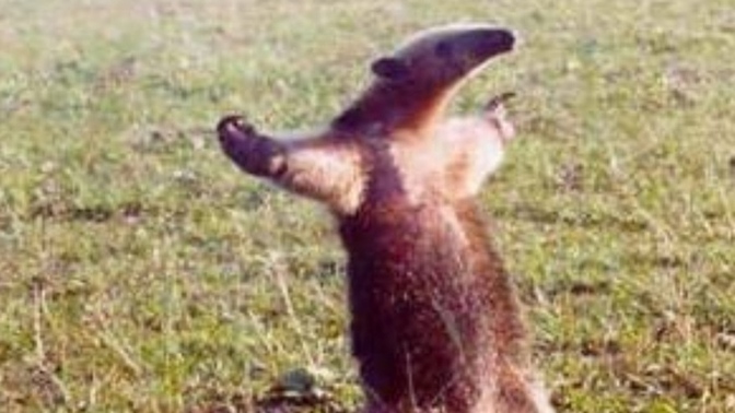 Önce naber kanko diyerek yaklaşıp sonra minik marul yaprağım diye seveceğim sevgiliyi nerede bulabilirim?