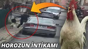 Sinirli horoz postacıyı postaneye kadar kovaladı🐓 Sizin en çok korktuğunuz canlı hangisi?