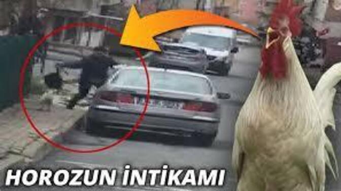 Sinirli horoz postacıyı postaneye kadar kovaladı🐓 Sizin en çok korktuğunuz canlı hangisi?
