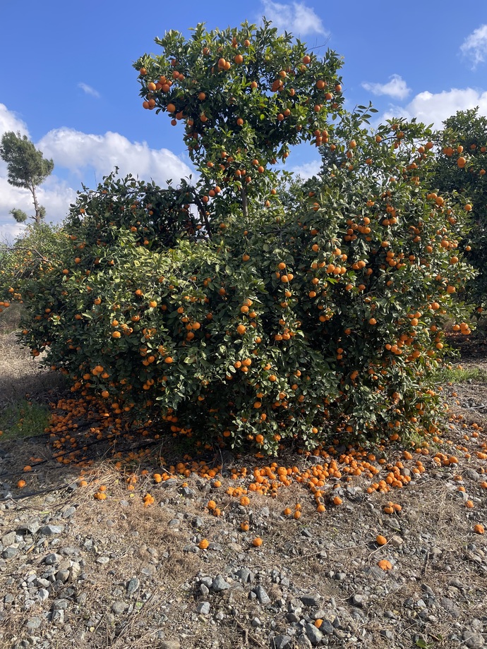 Mandalina Portakal yine dalında kaldı 🍊 hükümet neden hiçbir sey yapmıyor?