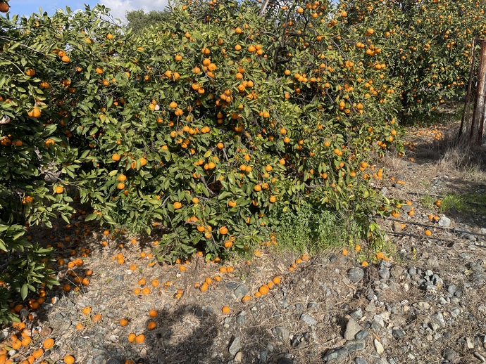 Mandalina Portakal yine dalında kaldı 🍊 hükümet neden hiçbir sey yapmıyor?