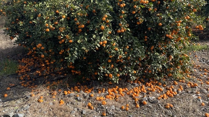 Mandalina Portakal yine dalında kaldı 🍊 hükümet neden hiçbir sey yapmıyor?