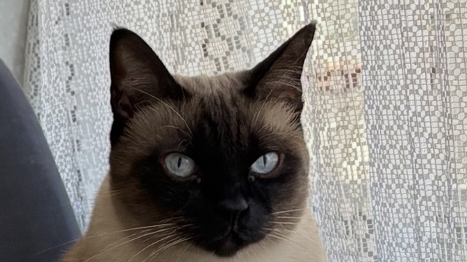 Kedimiz kayboldu, çok kötüyüz ve umudumuzu nasıl koruyacağız 😢?