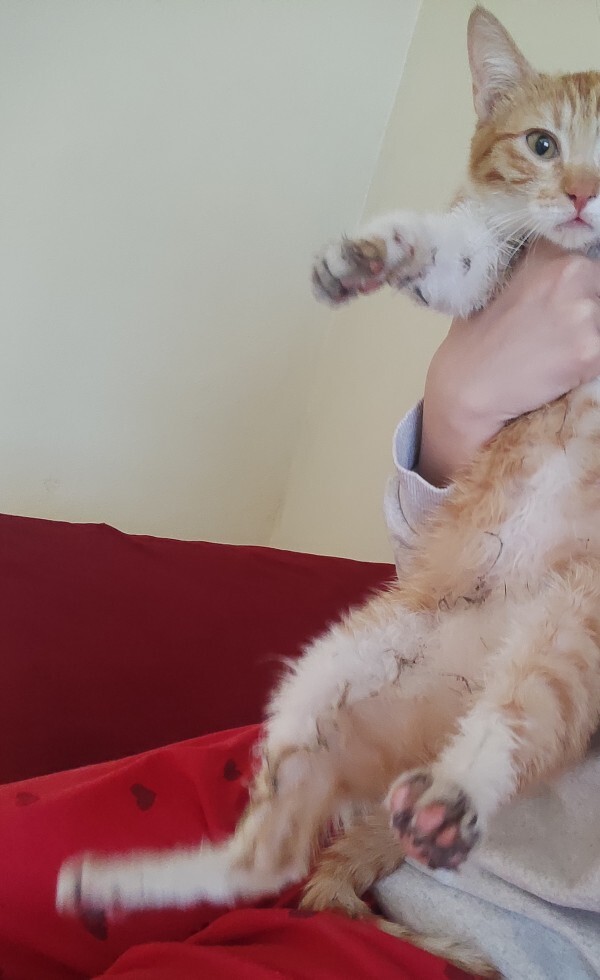 Arkadaşlar kedim evden kaçmisti nerelere gittiyse fare yapıştırıcısına bulaşmış nasıl çıkar bu?