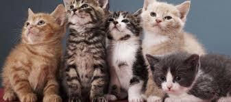 Kedi olsaydın nasıl görünürdün söyleyeyim mi?