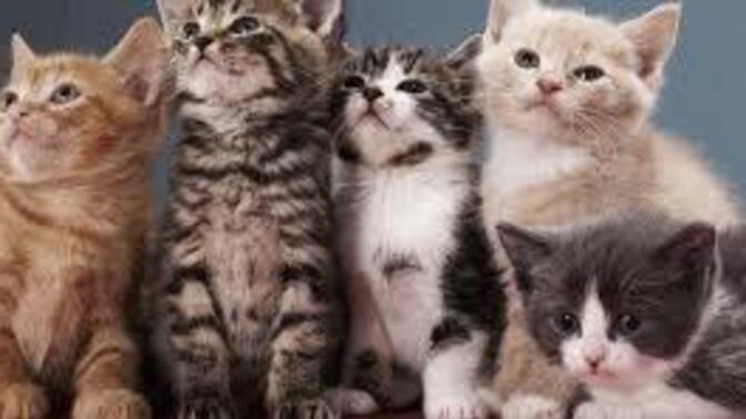 Kedi olsaydın nasıl görünürdün söyleyeyim mi?