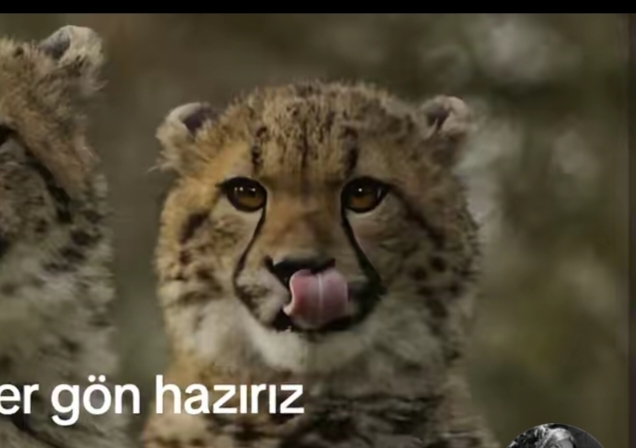 Ulan şu kediler çok tatlı değil mi?