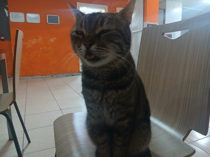 Kedinin Dili Niye Hep Dışarıda?