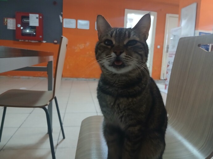 Kedinin Dili Niye Hep Dışarıda?