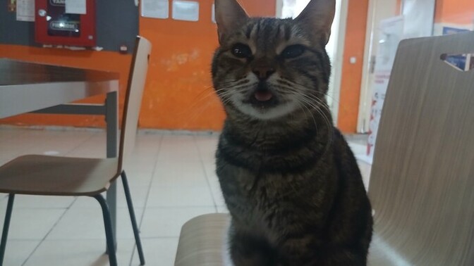 Kedinin Dili Niye Hep Dışarıda?