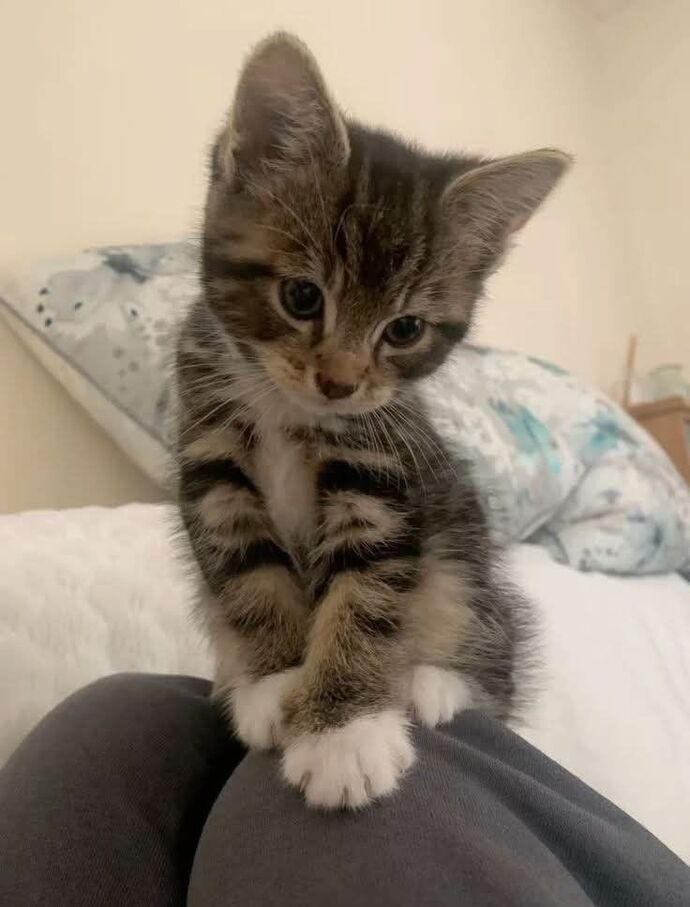 Evinde kedi besleyen KS’ciler sayımız kaç, kaç kişinin evinde kedi var?