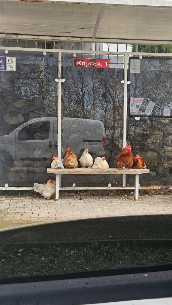 Eski sevgilisini gören var mı?