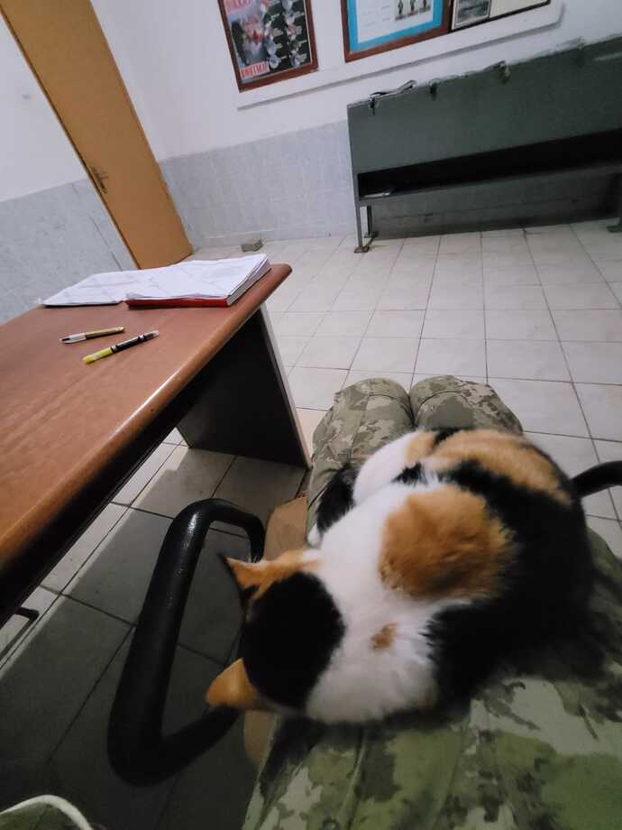 Hiç kucağınızda kedi uyudu mu?