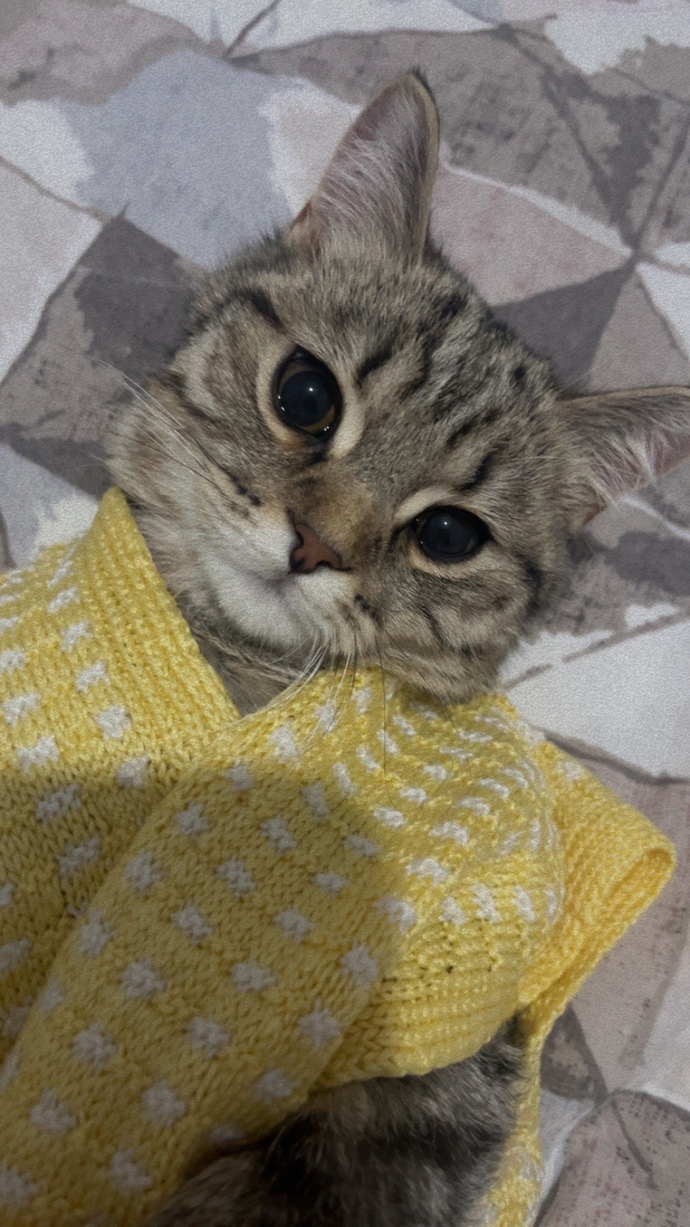 Kedim erkek olmasına rağmen çok tatlı değil mii?