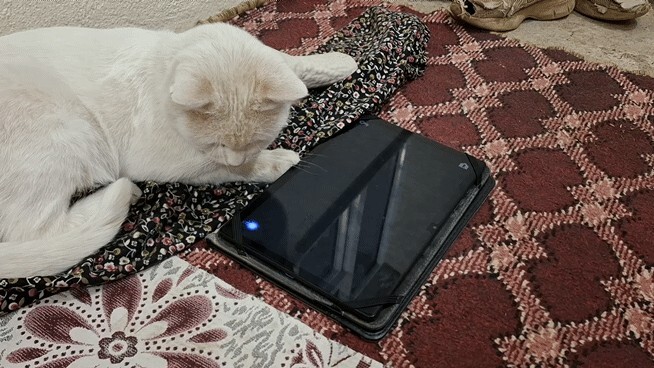 Kedimiz bizi terketti. Bu dünya gelip geçici değil mi?