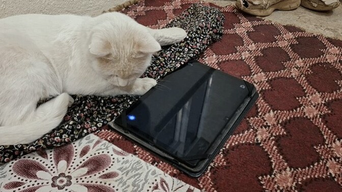 Kedimiz bizi terketti. Bu dünya gelip geçici değil mi?