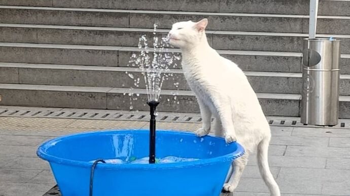 Kedi ebeveynleri için kimsenin söylemediği 3 altın kural ne?