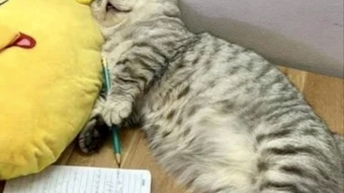 Kedim 🐈 her yemekten sonra bayılmış gibi uyuyor normal mi?