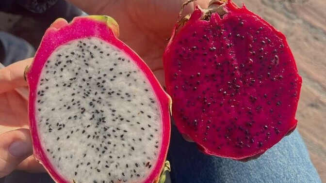 Hiç ejderya meyvesi (pitaya) yidin mi?