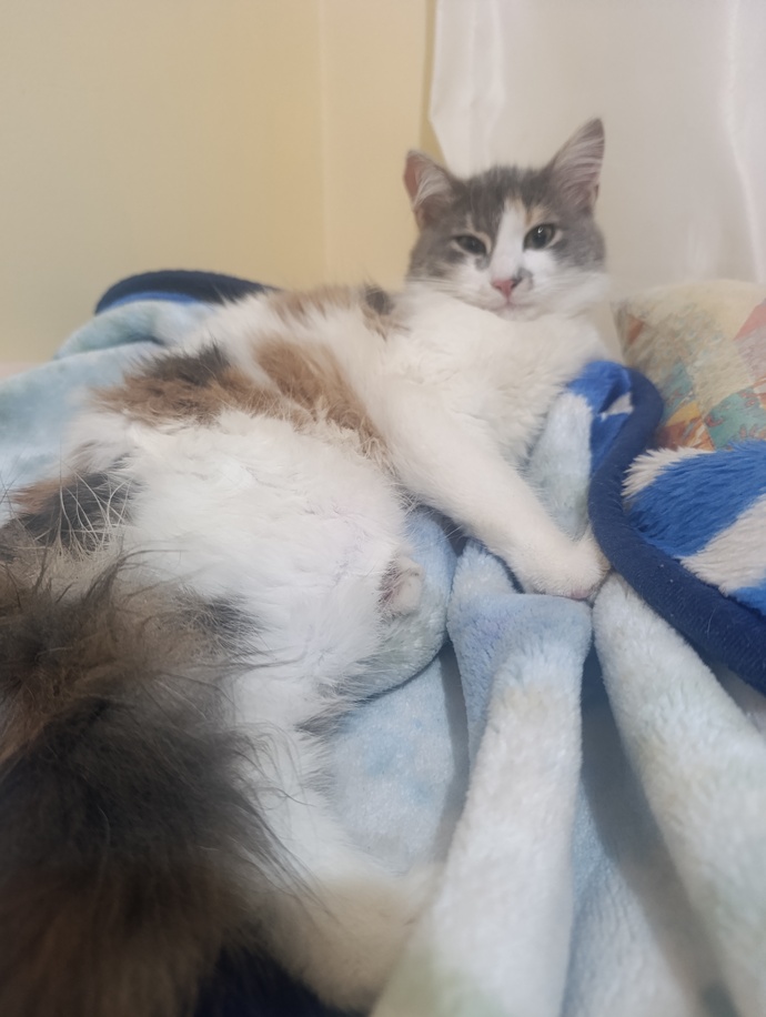 Disi kedime ciftlesmesi icin uygun erkek kedi nereden bulabilirim, nelere dikkat etmeliyim?