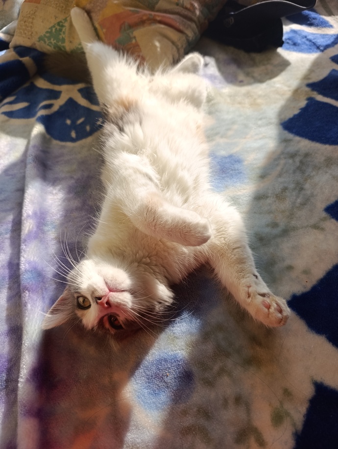 Disi kedime ciftlesmesi icin uygun erkek kedi nereden bulabilirim, nelere dikkat etmeliyim?