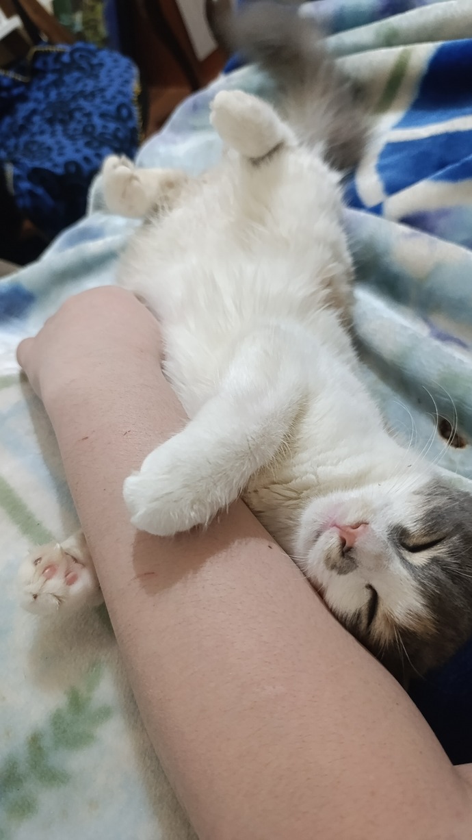 Disi kedime ciftlesmesi icin uygun erkek kedi nereden bulabilirim, nelere dikkat etmeliyim?