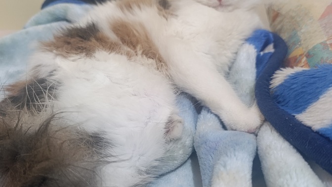 Disi kedime ciftlesmesi icin uygun erkek kedi nereden bulabilirim, nelere dikkat etmeliyim?
