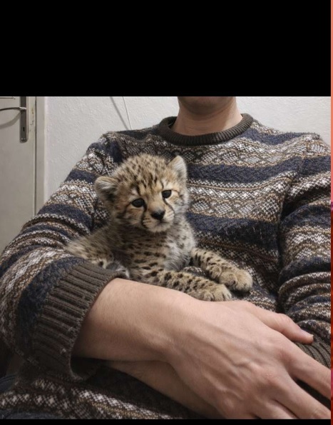 Yapay zekaya en son ne sordun?