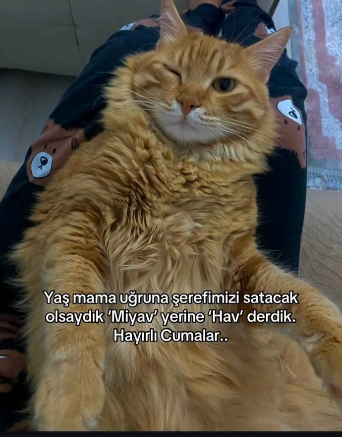 Sizdeki tembellik mi gurur mu?