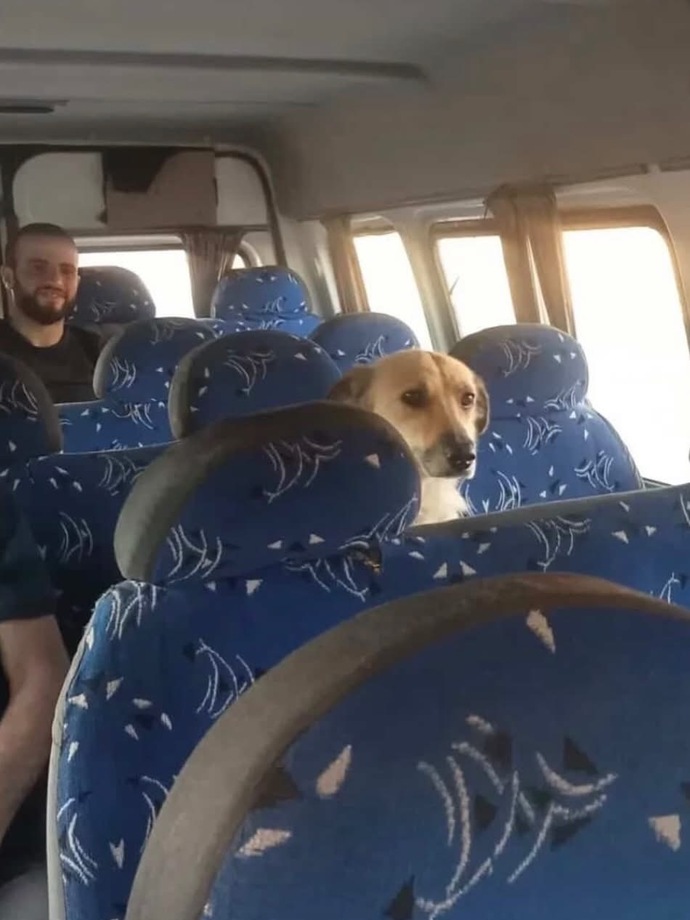 Toplu taşımada hayvan görünce inmek mi yoksa ses çıkarmadan devam etmek mi mantıklı olur?