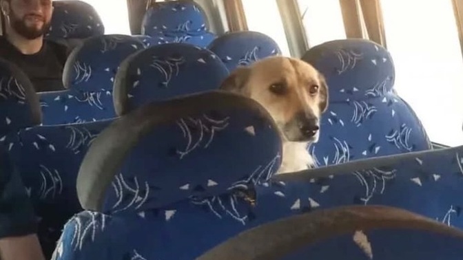 Toplu taşımada hayvan görünce inmek mi yoksa ses çıkarmadan devam etmek mi mantıklı olur?