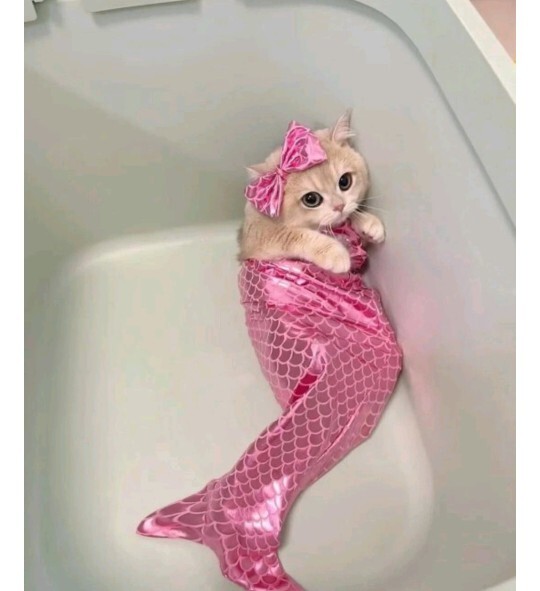 Sevgililer gününde size mor renkli ayıcık 🐻 alabilir miyim?
