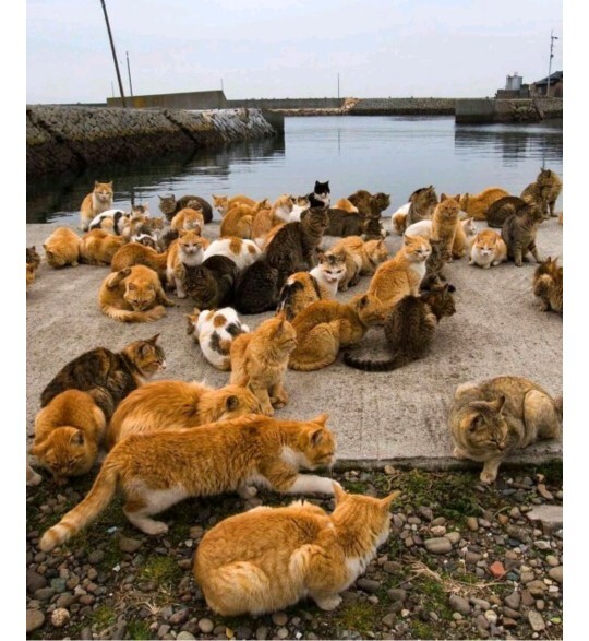 Benimle kedi cennetinde yaşamaya var mısın?