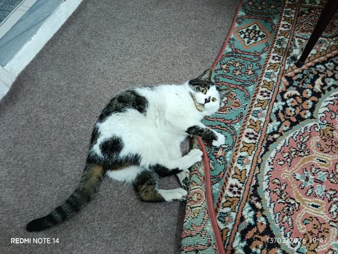 Benimle kedi cennetinde yaşamaya var mısın?
