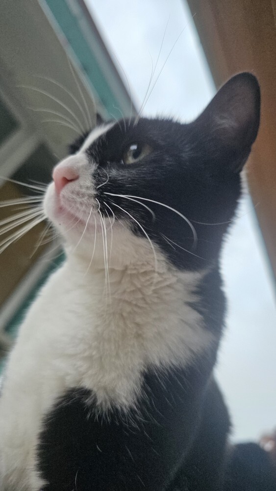 Benimle kedi cennetinde yaşamaya var mısın?