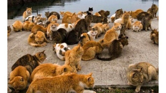 Benimle kedi cennetinde yaşamaya var mısın?