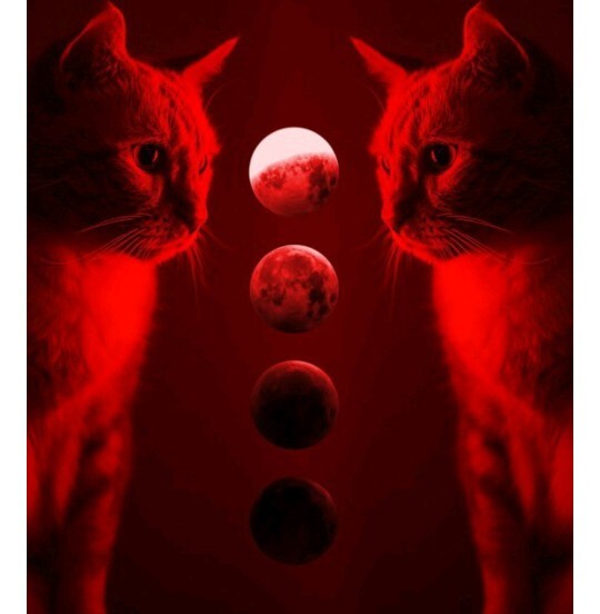 Kırmızı kedi neden yok, vampir kedi var mıdır?