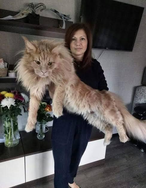 Kırmızı kedi neden yok, vampir kedi var mıdır?