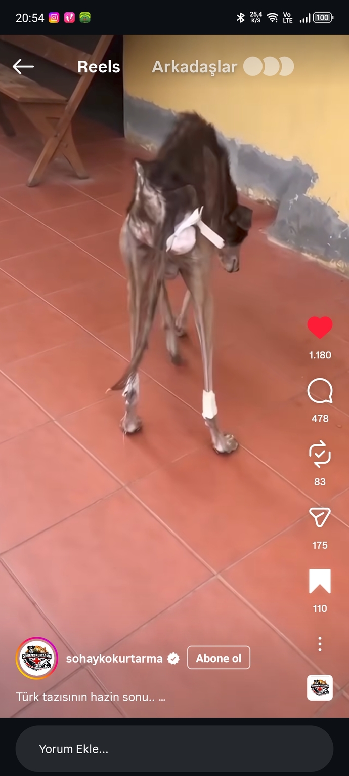 Barınak çalışanları bedavaya para almıyor mu?