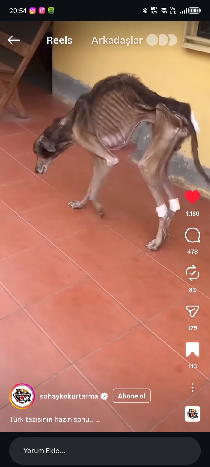 Barınak çalışanları bedavaya para almıyor mu?