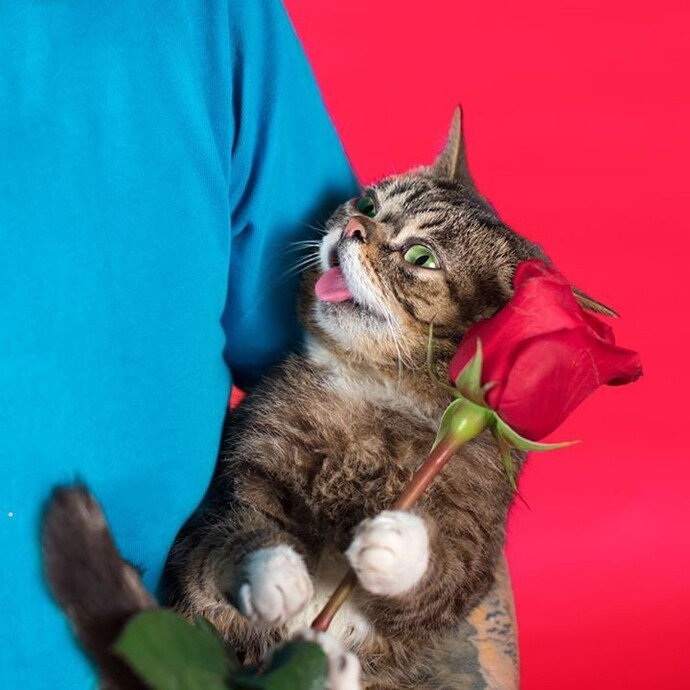 Sevgilisinden çiçek alan kedi 1 ben 0 ?