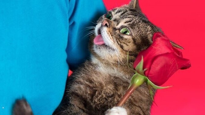 Sevgilisinden çiçek alan kedi 1 ben 0 ?