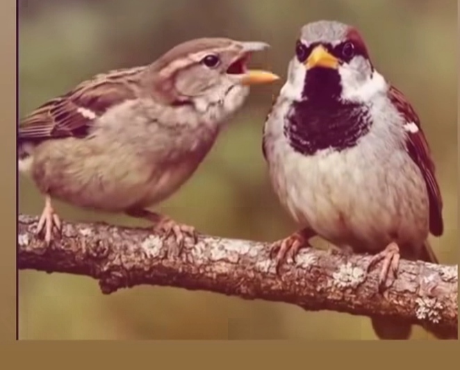 Kuşlardan pek anlamam da bunlardan hangisi dişi hangisi erkek sizce?
