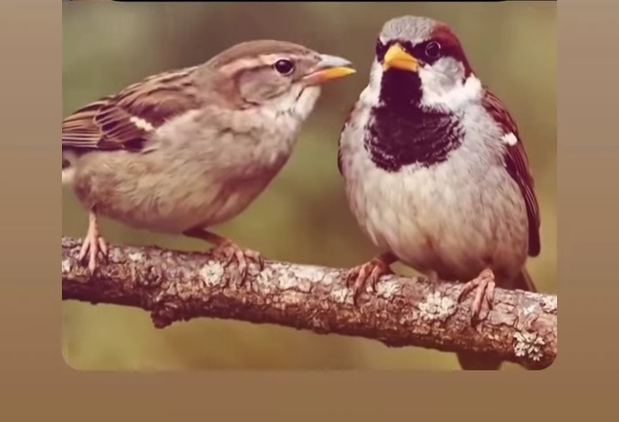 Kuşlardan pek anlamam da bunlardan hangisi dişi hangisi erkek sizce?