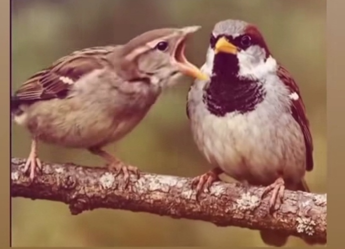Kuşlardan pek anlamam da bunlardan hangisi dişi hangisi erkek sizce?