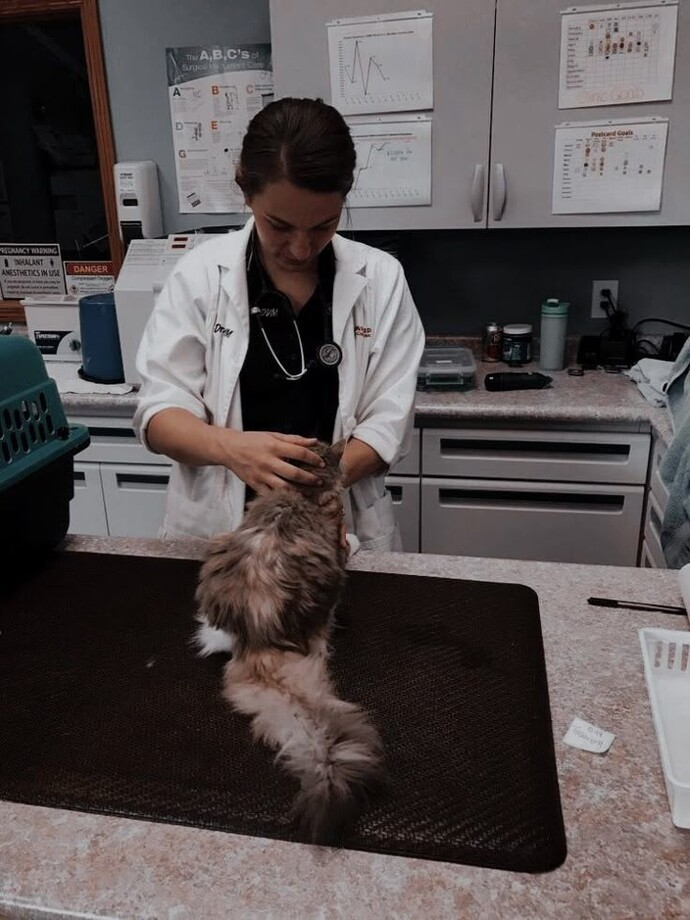 Evcil hayvanı muayene için veterinere götürdüğümüzde evcil hayvanı veteriner mi, hasta sahibi mi tutmalı?