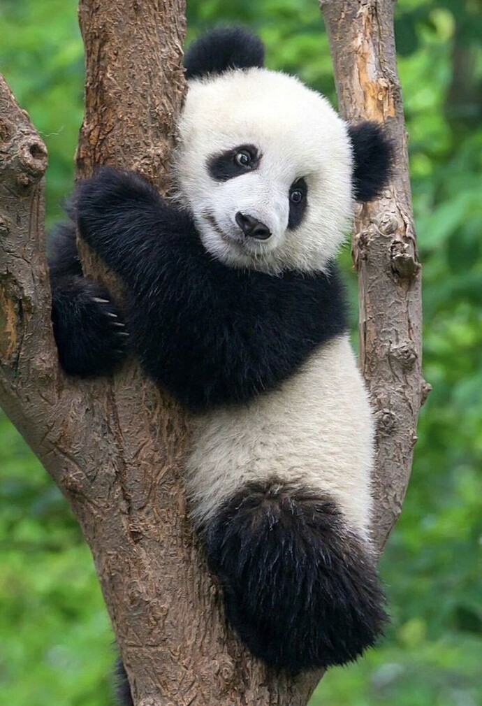 Pandalar neden bu kadar tatlı ve masum?