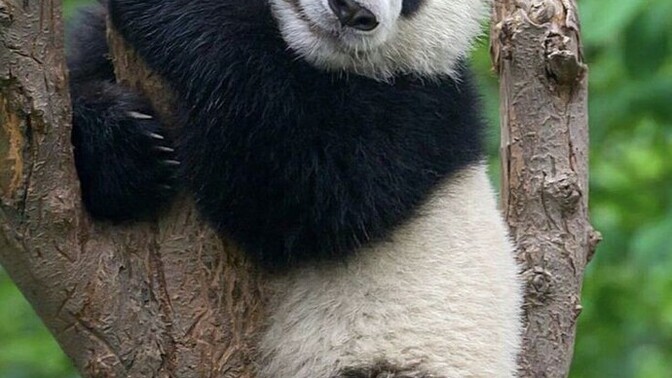 Pandalar neden bu kadar tatlı ve masum?