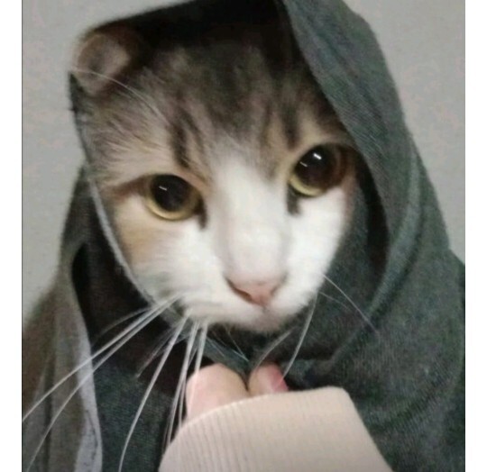 Kedi koleksiyonu mu görmek ister misin?