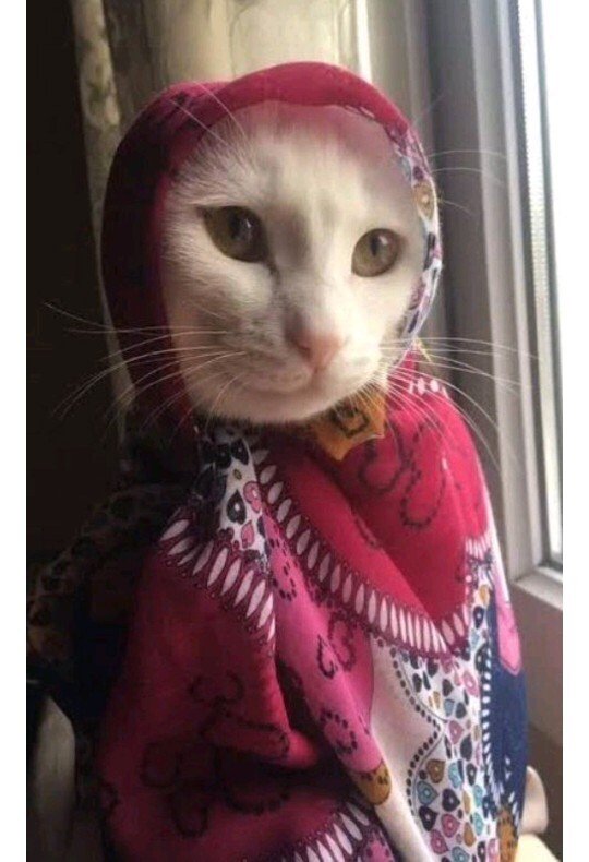 Kedi koleksiyonu mu görmek ister misin?